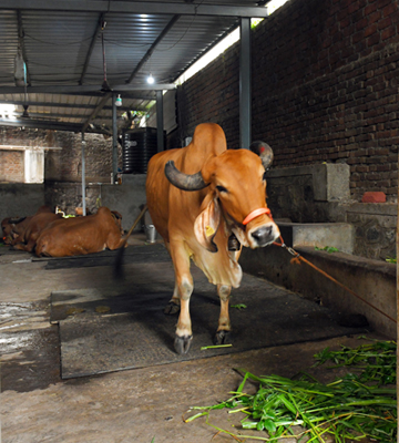 Silvassa Gaushala Preservation
